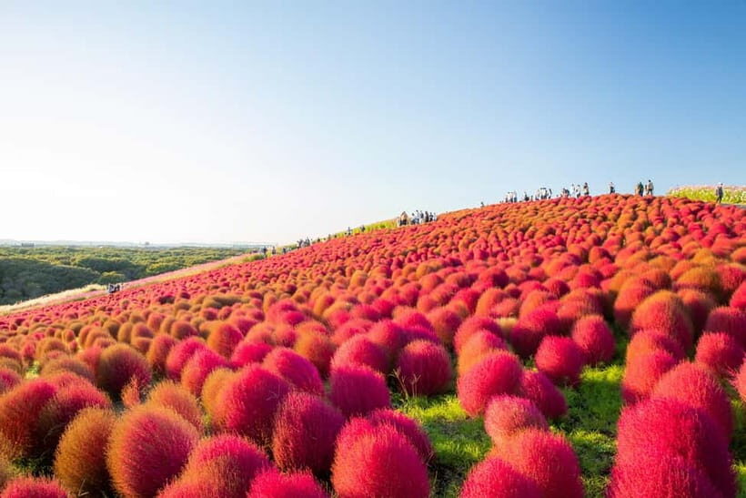 Tokyo: Spring Hitachi Seaside & Ashikaga Flower Park Tour - Getting to the Start: Shinjuku or Tokyo Station Pickups