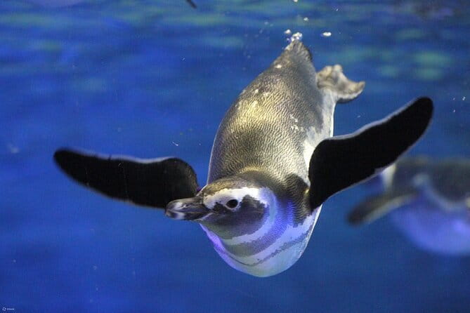 Tokyo Sumida Aquarium E-Ticket with Optional Tokyo Metro Pass - Sumida Aquarium in Tokyo Skytree Town: what you’re really signing up for