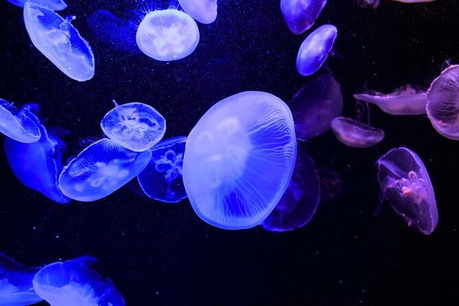 Tokyo Sumida Aquarium E-Ticket with Optional Tokyo Metro Pass - Rules and limits that affect your visit (plan for them early)