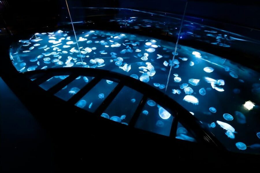 Tokyo: Sumida Aquarium Entry Ticket - Price Value Check: Why $17 Is Fair (When You Use It Right)
