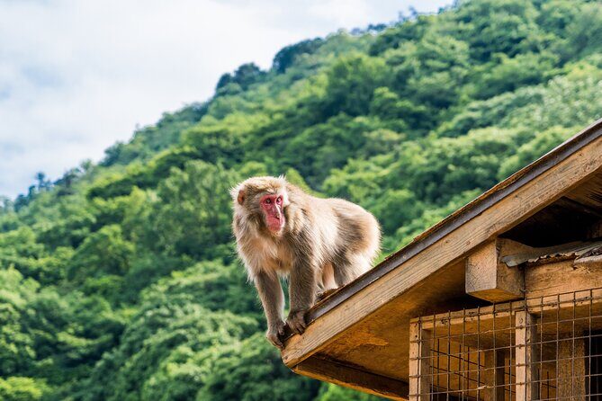 Tokyo to Kyoto 1-Full Day Private Guided Tour - Private in practice: your group stays together, but you still share Kyoto