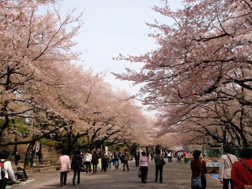 Tokyo:Cherry Blossom Mt Fuji & Shibazakura Festival Day Trip - Price and Value: Does $77 Make Sense for a 10-Hour Day?