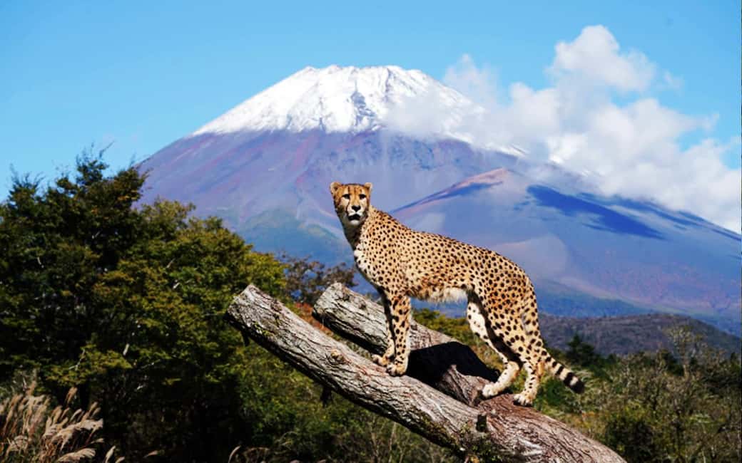 Tokyo:Customizable Private Day Trip to Mt.Fuji & Safari Park - Fuji Safari Park: a wildlife break with jungle bus energy