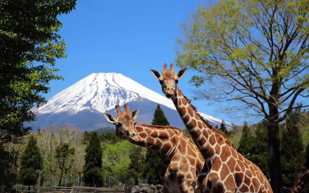 Tokyo:Customizable Private Day Trip to Mt.Fuji & Safari Park - Getting going from Tokyo: pickup timing and the road reality