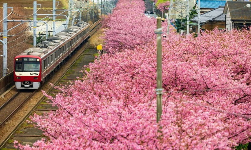 Tokyo:Izu Penisula Train Mt Omuro, Capybara Sightseeing Trip - Central Tokyo Pickup, WhatsApp/LINE, and Why Timing Really Matters