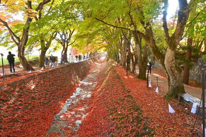 Tokyo:Mt.Fuji,Kawaguchiko Oishi Park,Arakurayama Sengen Park - Lake Kawaguchi: Fuji Reflections and the Maple Corridor Option