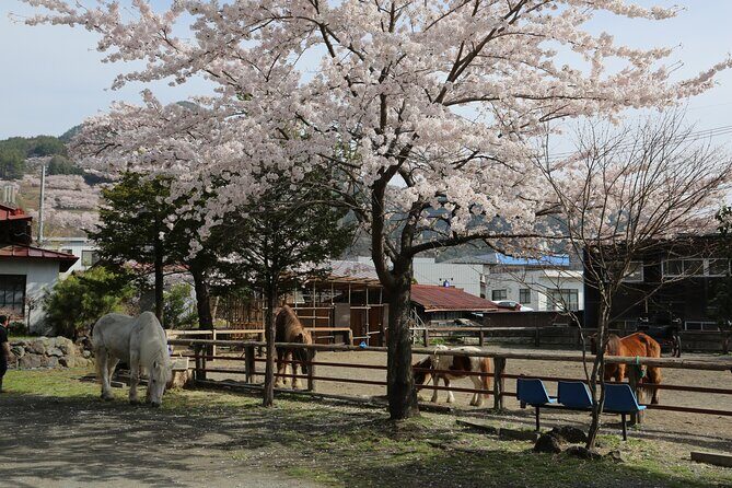 Yabusame Adventure with Mt. Fuji Views - Getting comfortable on Kiso horses: the beginner plan that reduces panic
